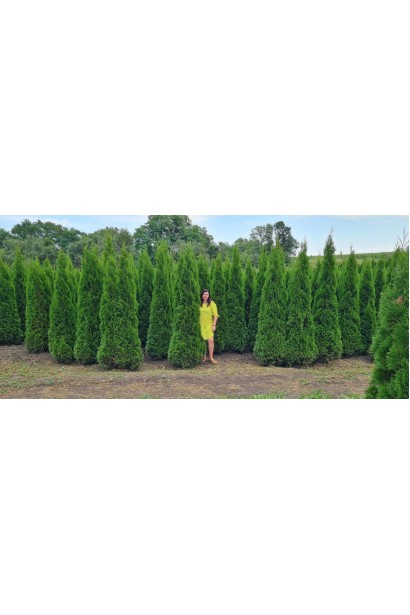 Туя западная Смарагд - 220-240см - 50-55см